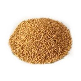 Gorczyca ziarno 50g